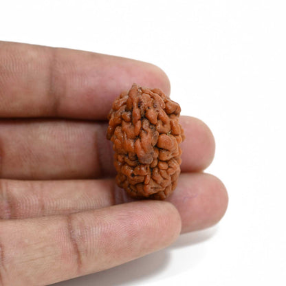 1 mukhi kaju shape Indian Rudraksha 27.07 M.M.