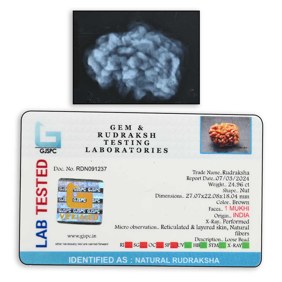 1 mukhi kaju shape Indian Rudraksha 27.07 M.M.