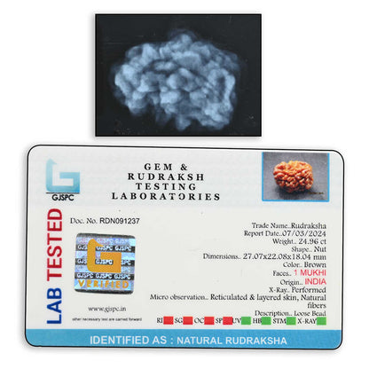 1 mukhi kaju shape Indian Rudraksha 27.07 M.M.