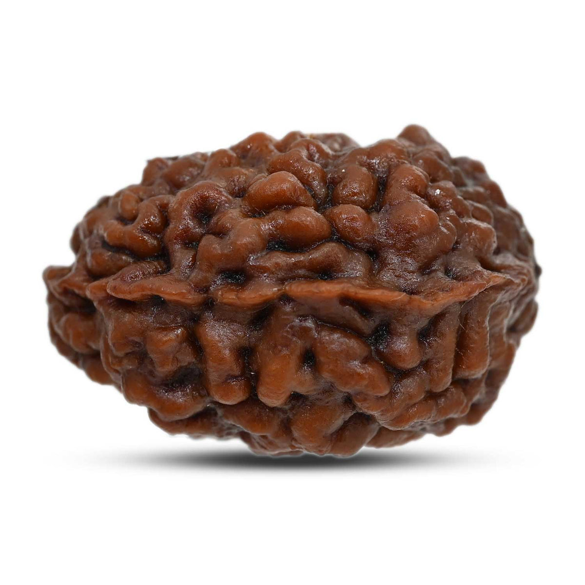 1 mukhi kaju shape Indian Rudraksha 30.91 M.M.