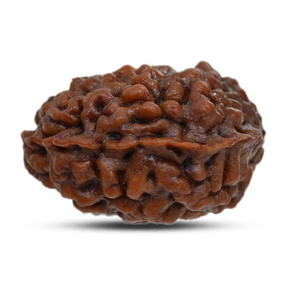 1 mukhi kaju shape Indian Rudraksha 30.91 M.M.