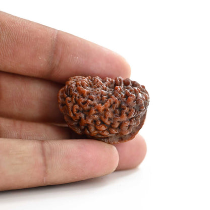 1 mukhi kaju shape Indian Rudraksha 30.91 M.M.