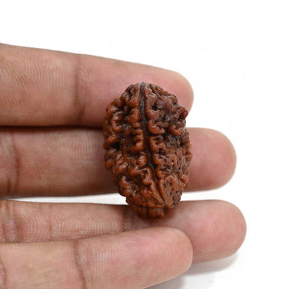 1 mukhi kaju shape Indian Rudraksha 30.91 M.M.