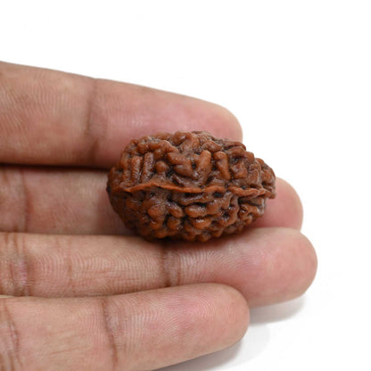1 mukhi kaju shape Indian Rudraksha 30.91 M.M.
