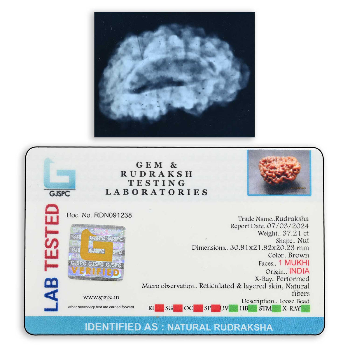 1 mukhi kaju shape Indian Rudraksha 30.91 M.M.