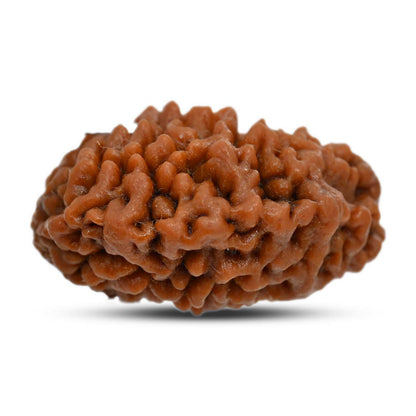 1 mukhi kaju shape Indian Rudraksha 29.44 M.M.