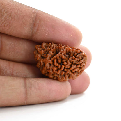 1 mukhi kaju shape Indian Rudraksha 29.44 M.M.
