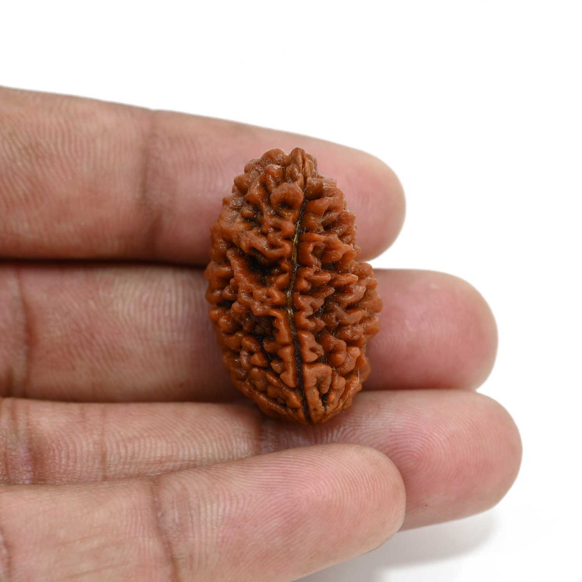 1 mukhi kaju shape Indian Rudraksha 29.44 M.M.