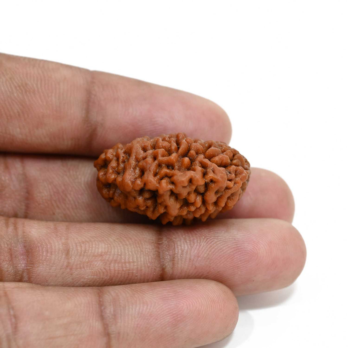 1 mukhi kaju shape Indian Rudraksha 29.44 M.M.