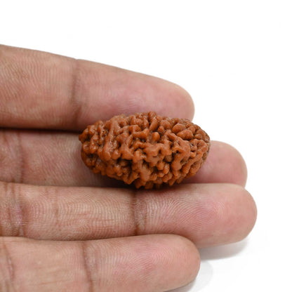 1 mukhi kaju shape Indian Rudraksha 29.44 M.M.
