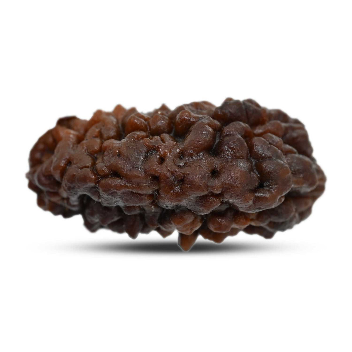 1 mukhi kaju shape Indian Rudraksha 33.02 M.M.