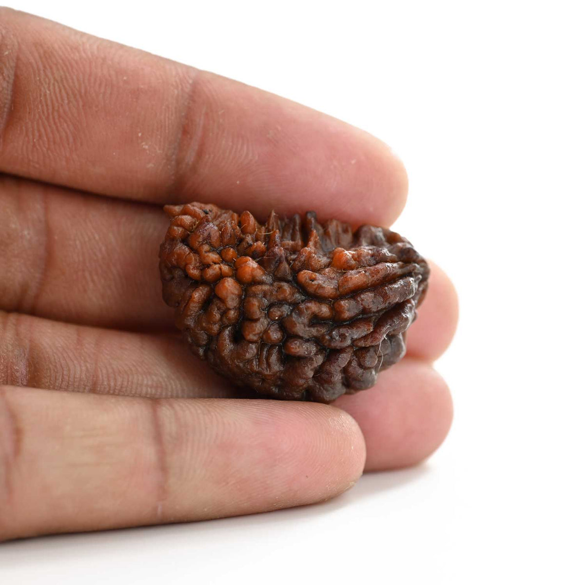 1 mukhi kaju shape Indian Rudraksha 33.02 M.M.