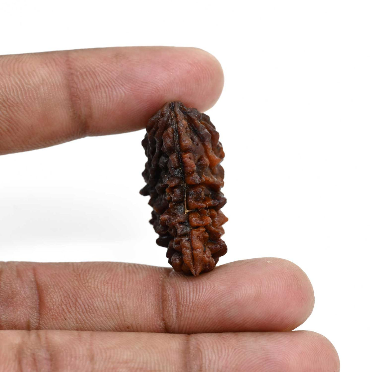 1 mukhi kaju shape Indian Rudraksha 33.02 M.M.