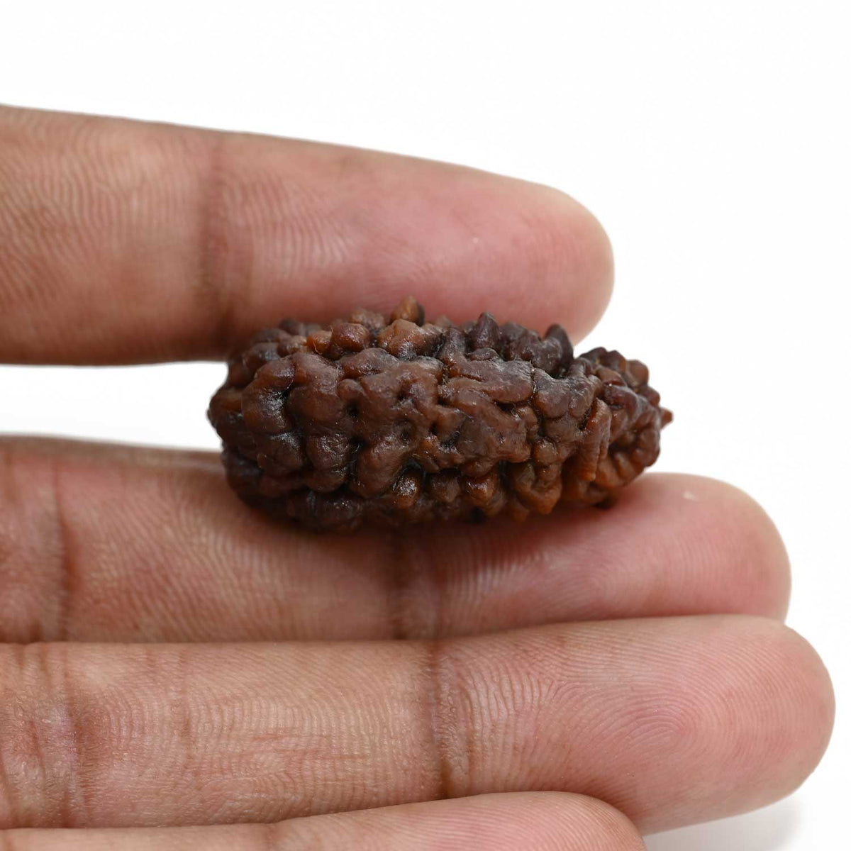 1 mukhi kaju shape Indian Rudraksha 33.02 M.M.