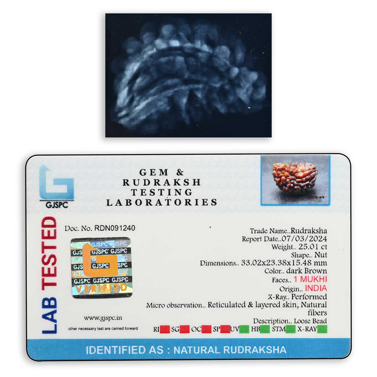 1 mukhi kaju shape Indian Rudraksha 33.02 M.M.