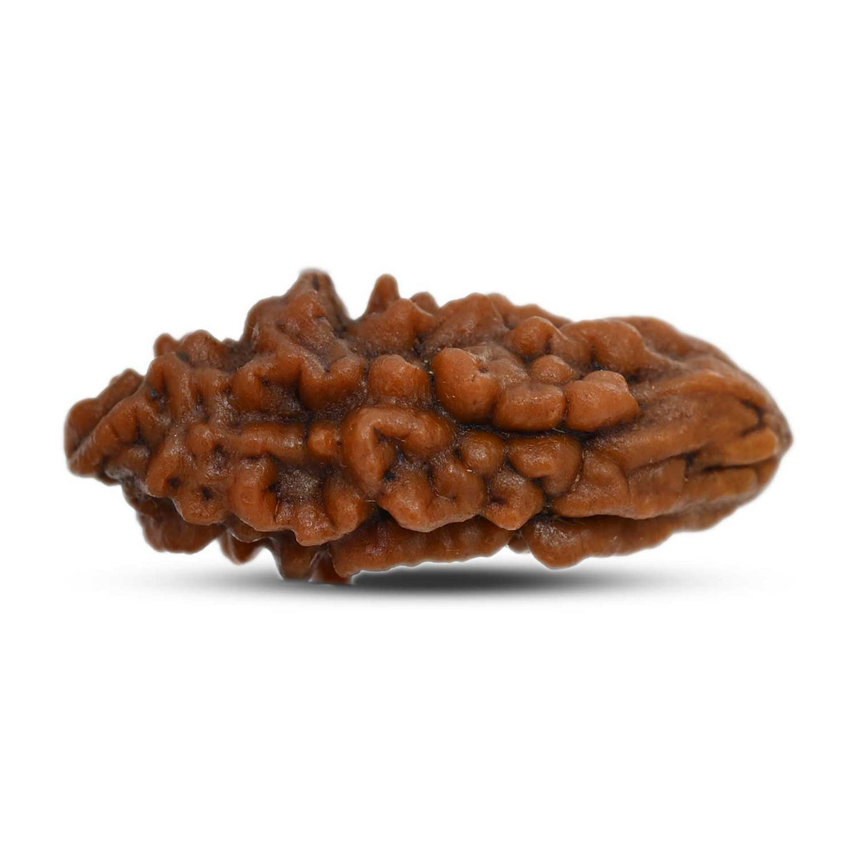 1 mukhi kaju shape Indian Rudraksha 23.75 M.M.