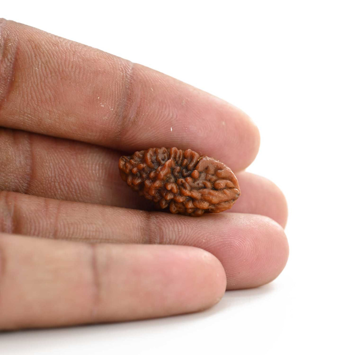 1 mukhi kaju shape Indian Rudraksha 23.75 M.M.