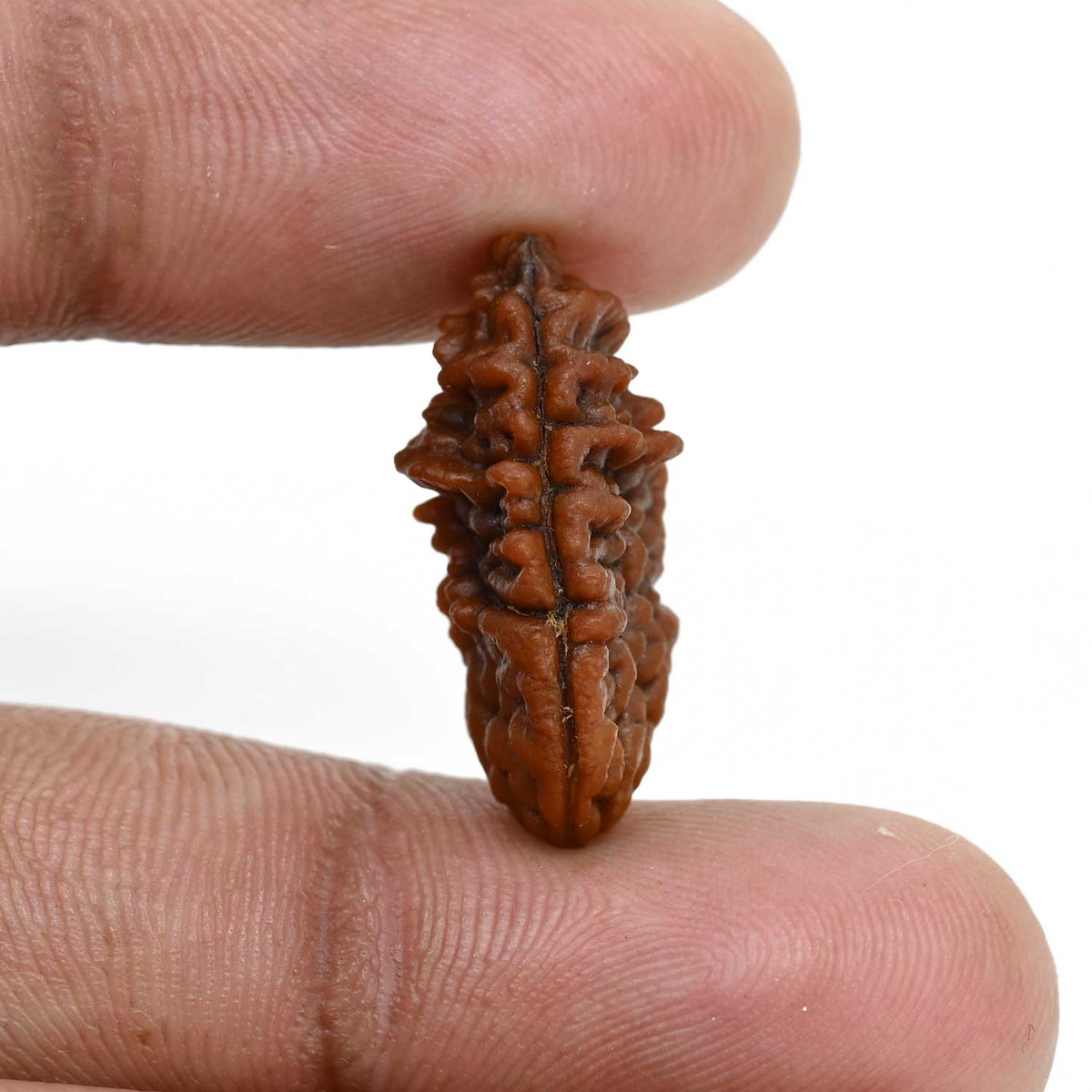 1 mukhi kaju shape Indian Rudraksha 23.75 M.M.