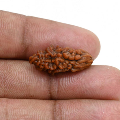 1 mukhi kaju shape Indian Rudraksha 23.75 M.M.