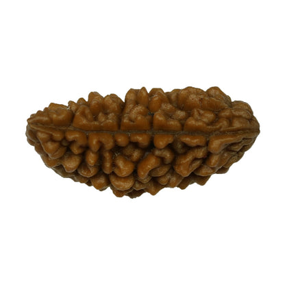 1 Mukhi Rudraksha