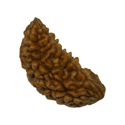 1 Mukhi Rudraksha