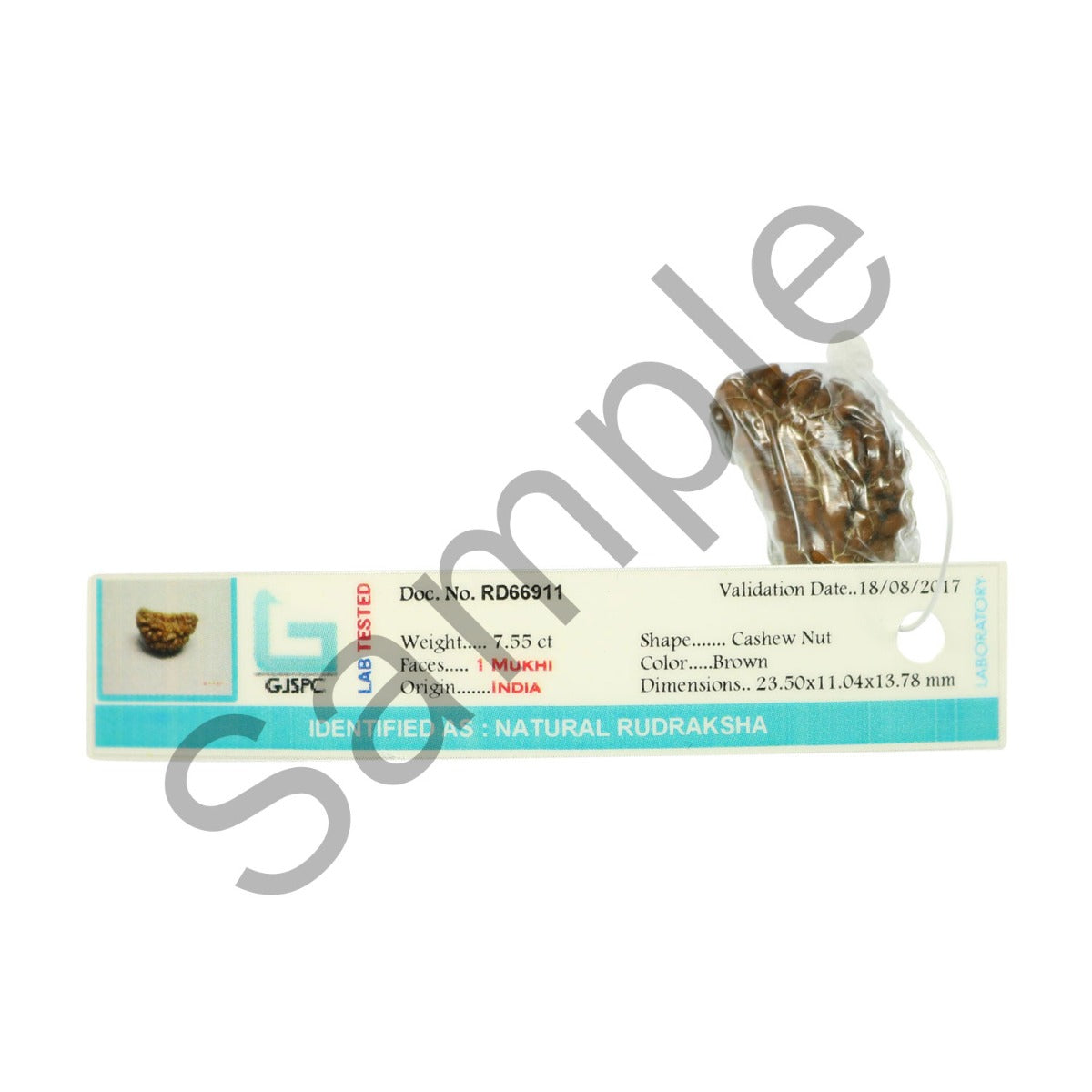 1 Mukhi Rudraksha