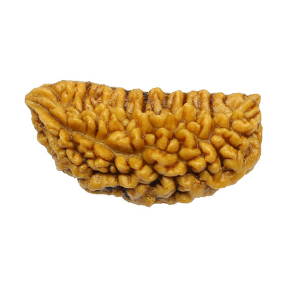 1 Mukhi Rudraksha 29.64 MM
