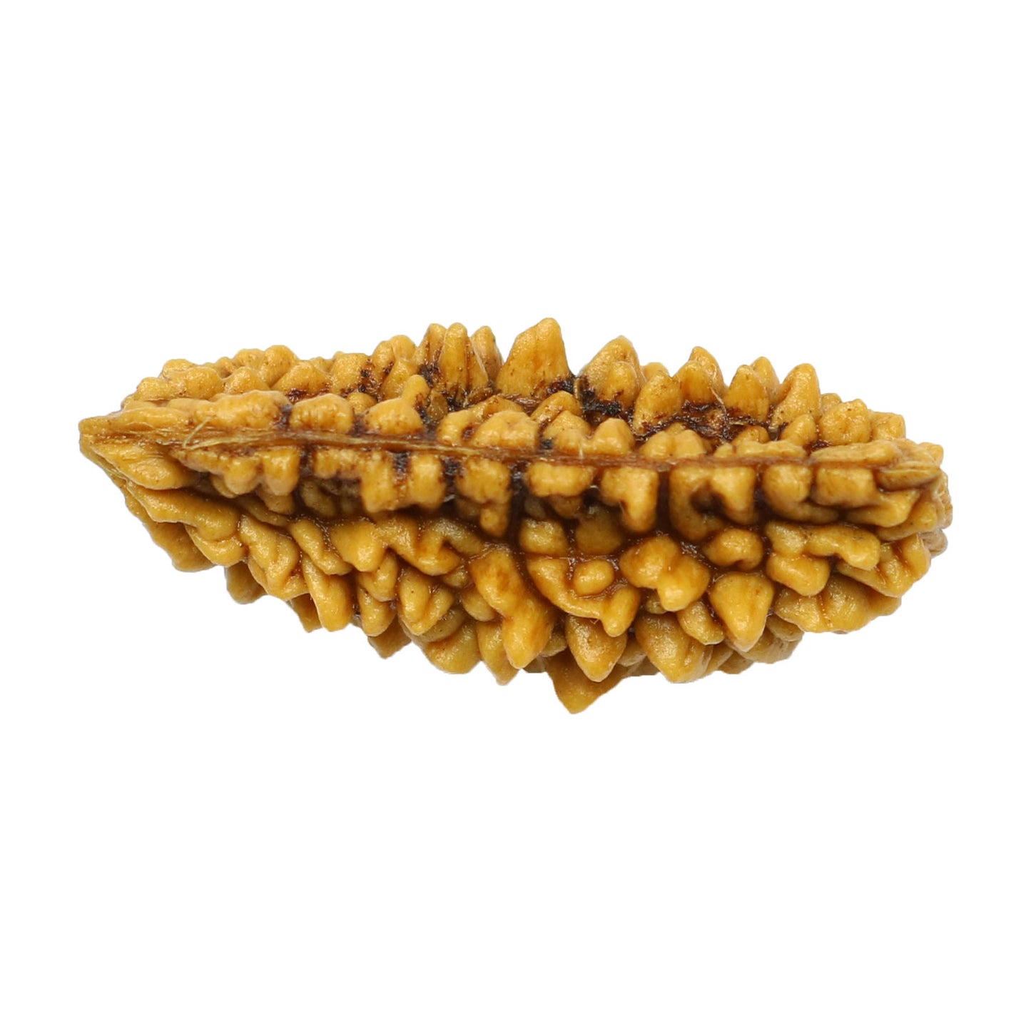 1 Mukhi Rudraksha 29.64 MM