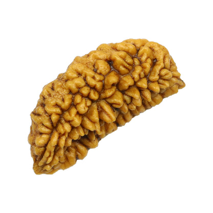 1 Mukhi Rudraksha 29.64 MM
