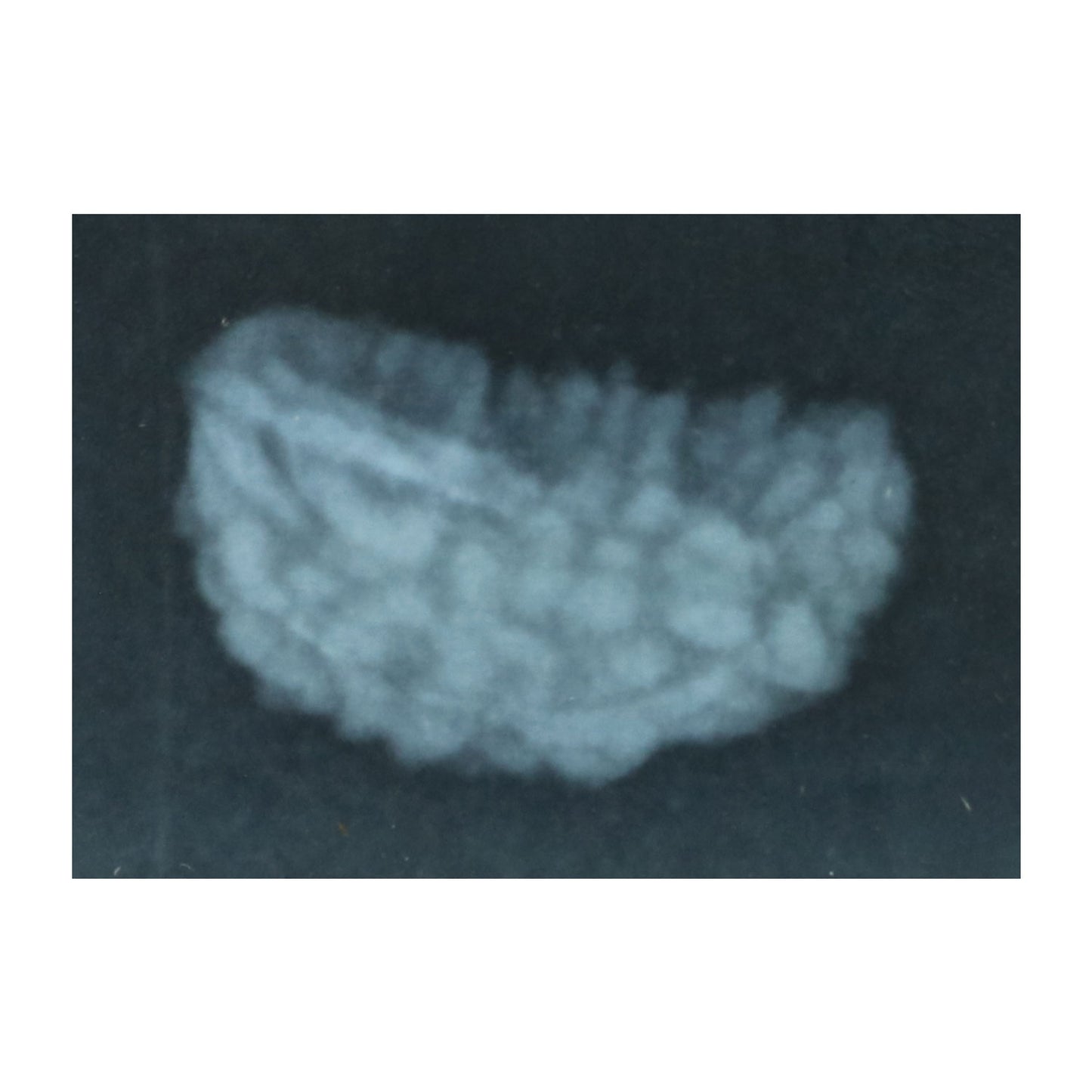 1 Mukhi Rudraksha 29.64 MM