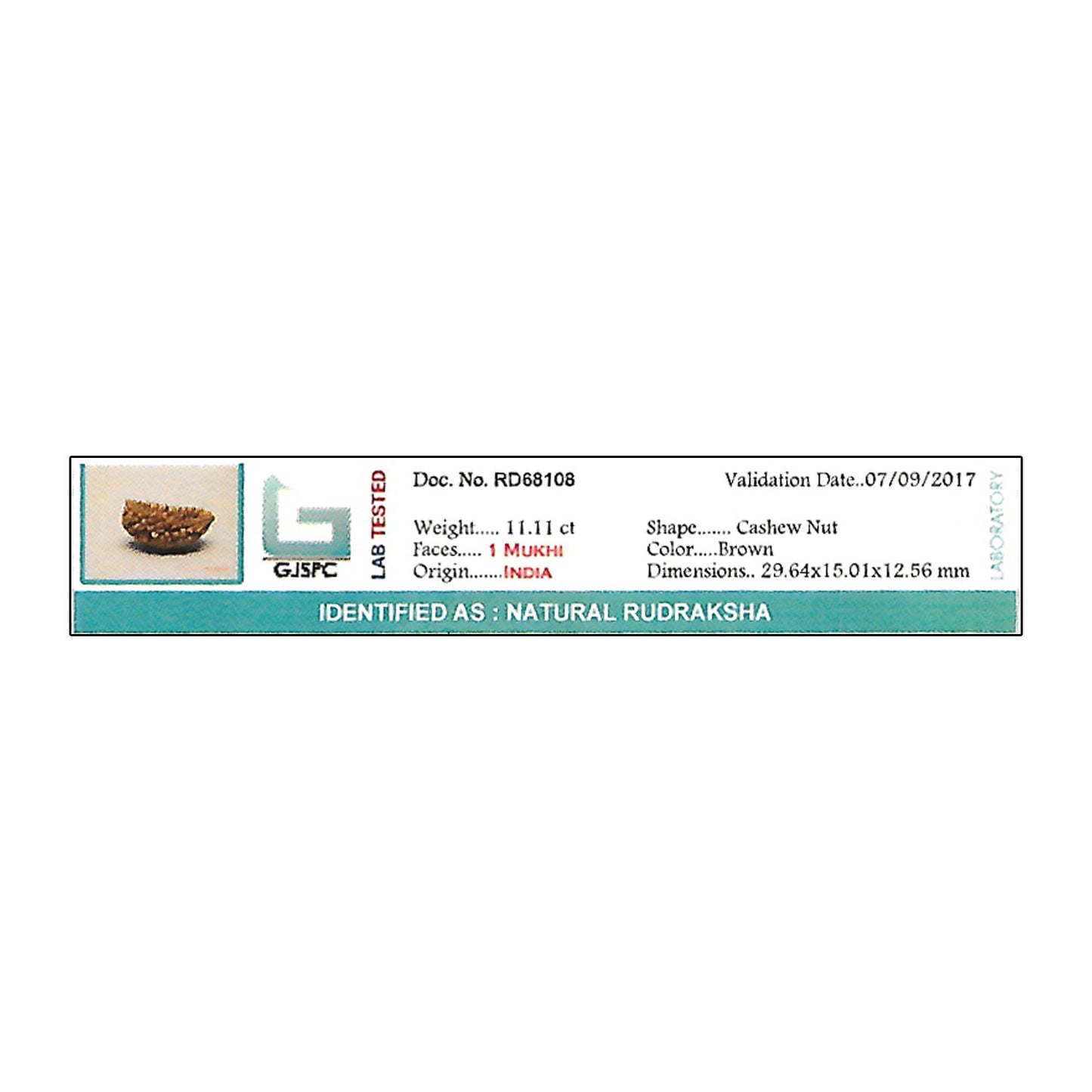 1 Mukhi Rudraksha 29.64 MM