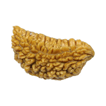 1 Mukhi Rudraksha 28.18 MM