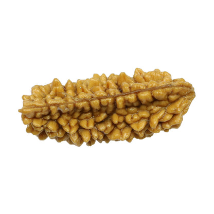 1 Mukhi Rudraksha 28.18 MM