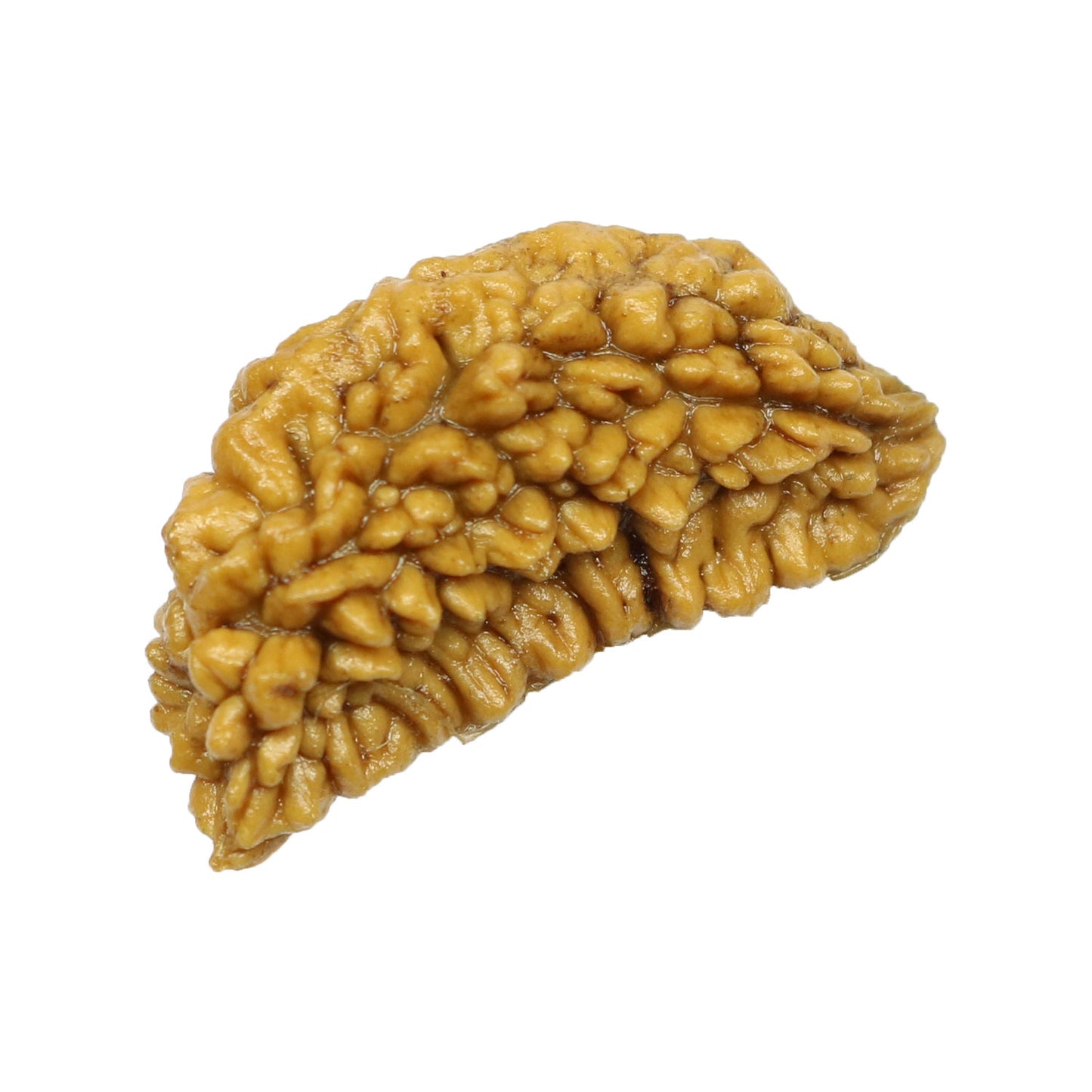 1 Mukhi Rudraksha 28.18 MM