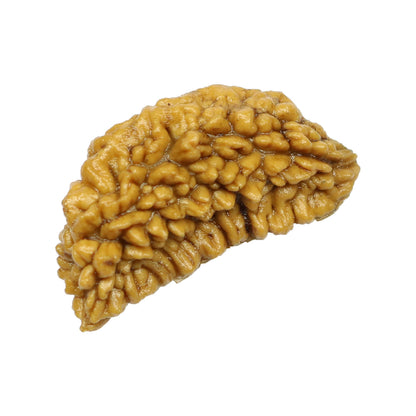 1 Mukhi Rudraksha 28.18 MM