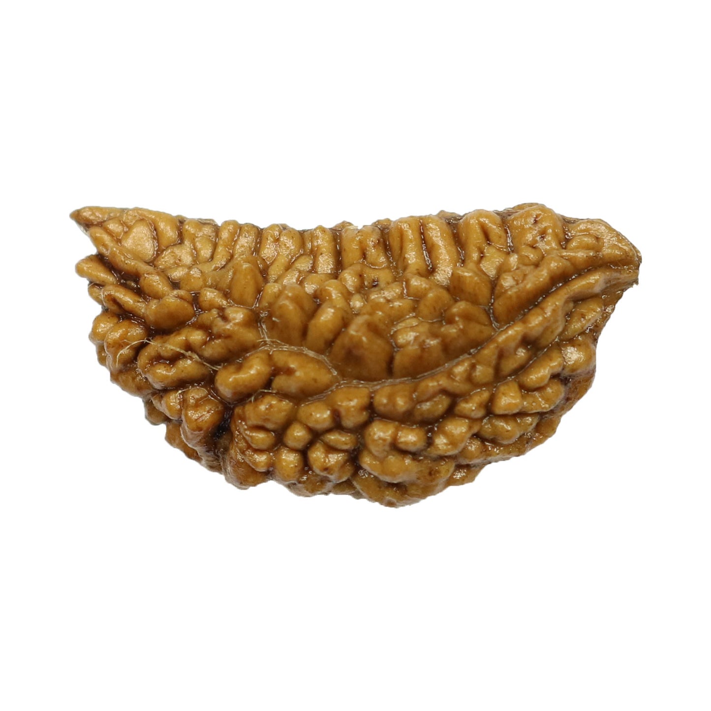 1 Mukhi Rudraksha 29.09 MM