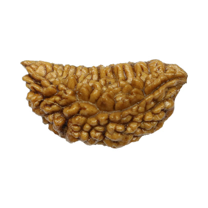 1 Mukhi Rudraksha 29.09 MM