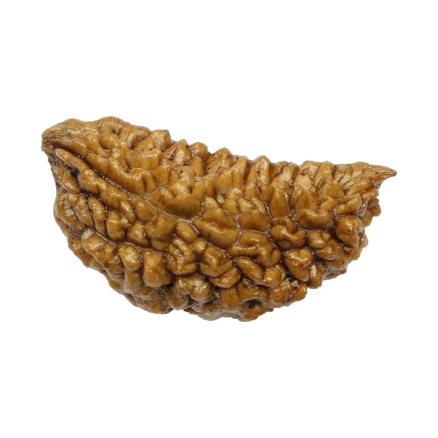 1 Mukhi Rudraksha 29.09 MM