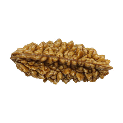 1 Mukhi Rudraksha 29.09 MM
