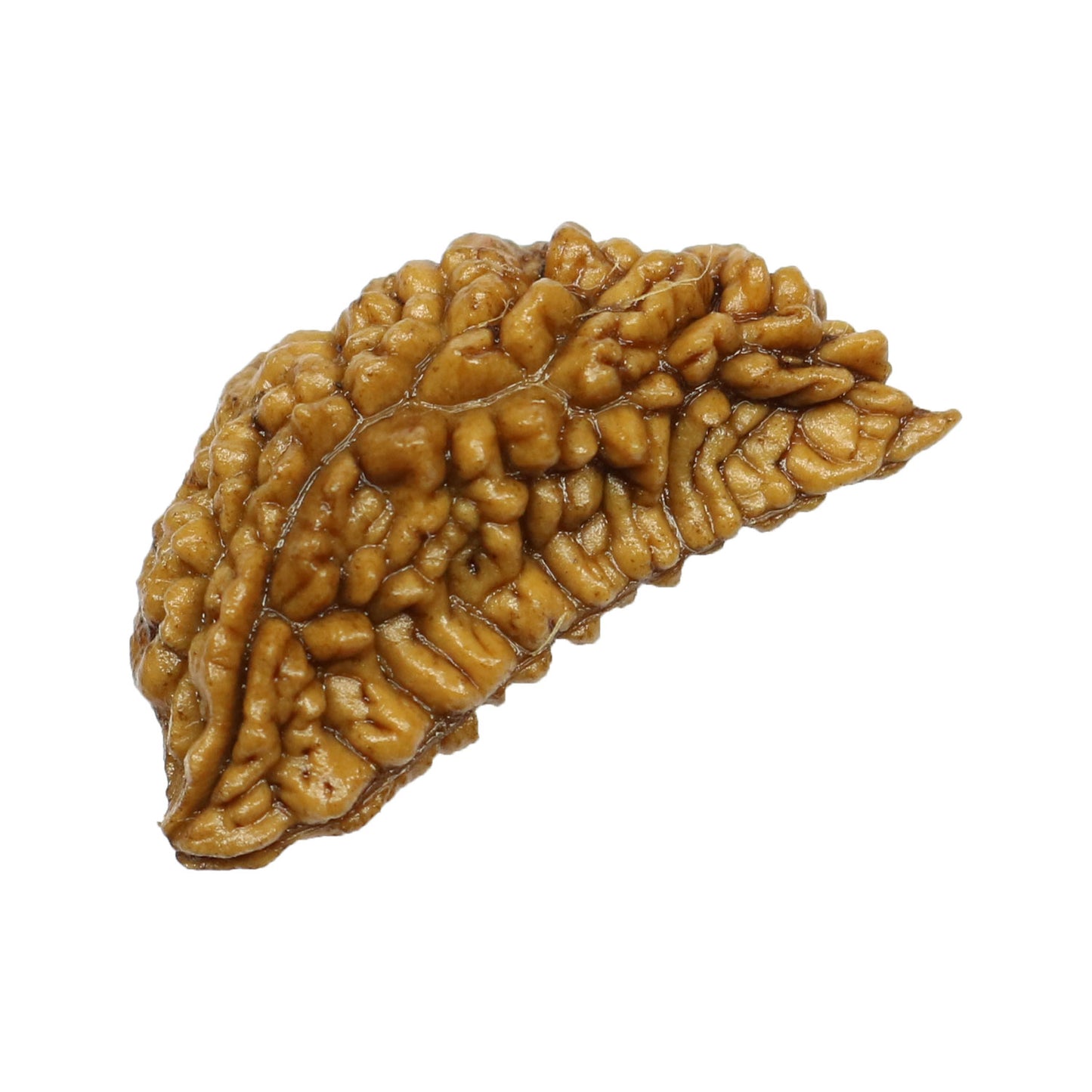 1 Mukhi Rudraksha 29.09 MM