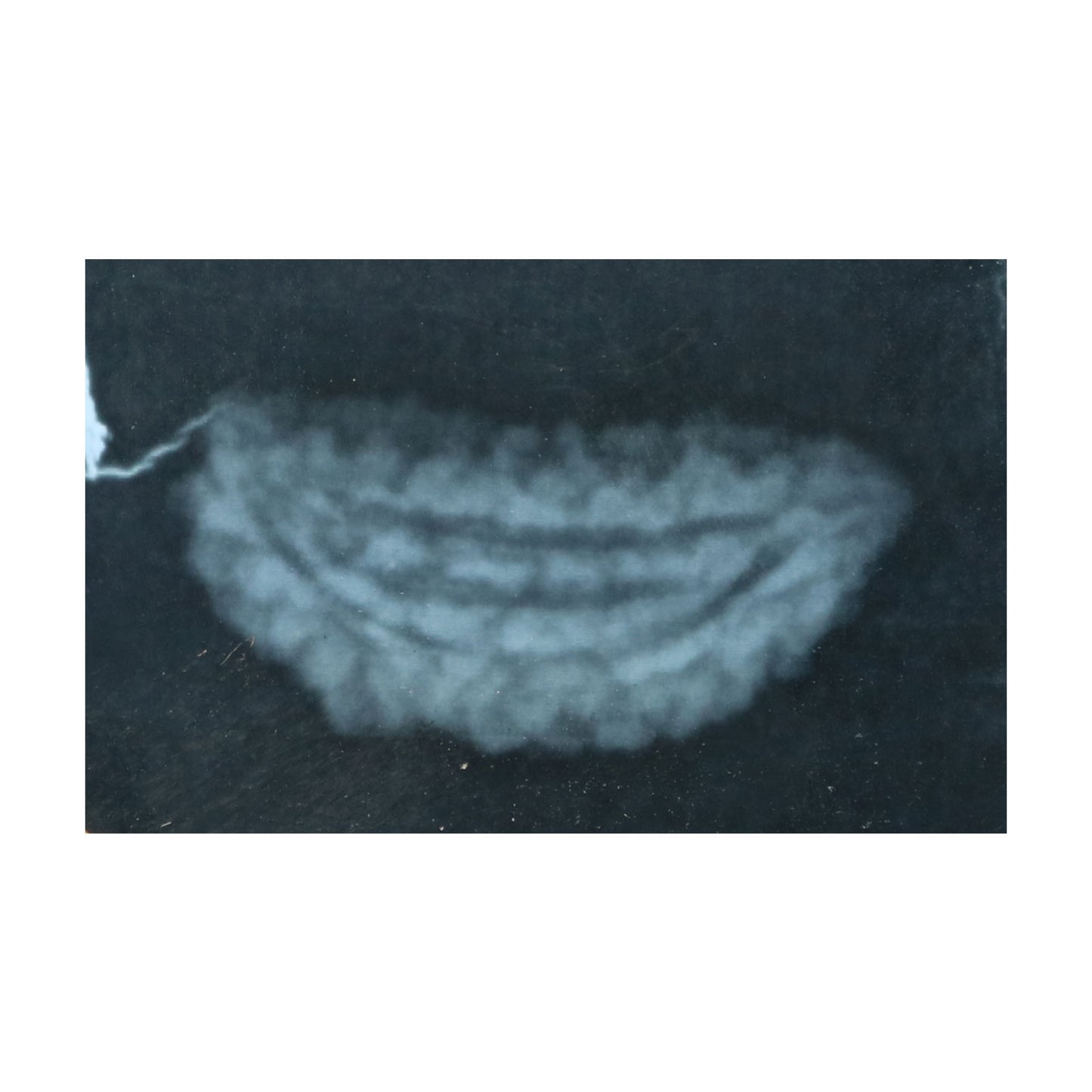 1 Mukhi Rudraksha 29.09 MM