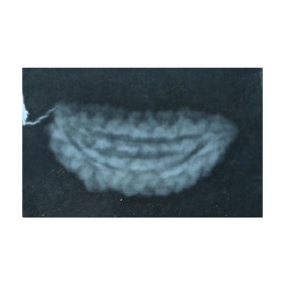 1 Mukhi Rudraksha 29.09 MM