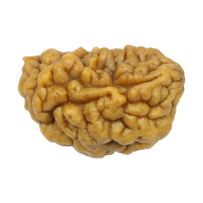 1 Mukhi Rudraksha 24.8 MM