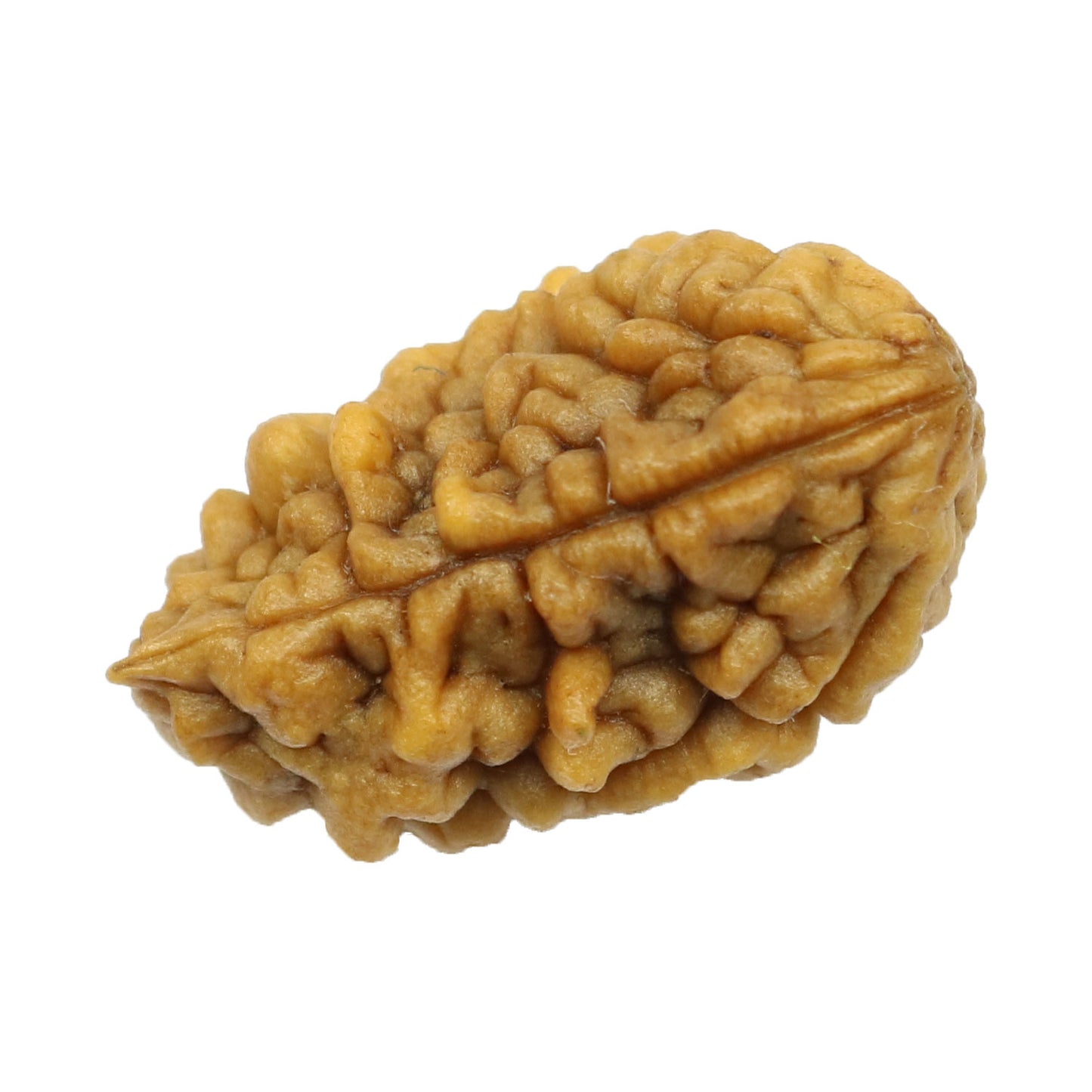 1 Mukhi Rudraksha 24.8 MM
