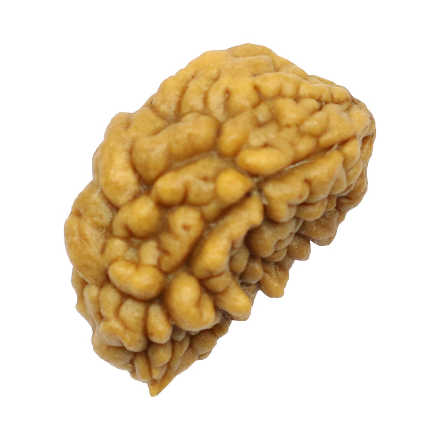 1 Mukhi Rudraksha 24.8 MM