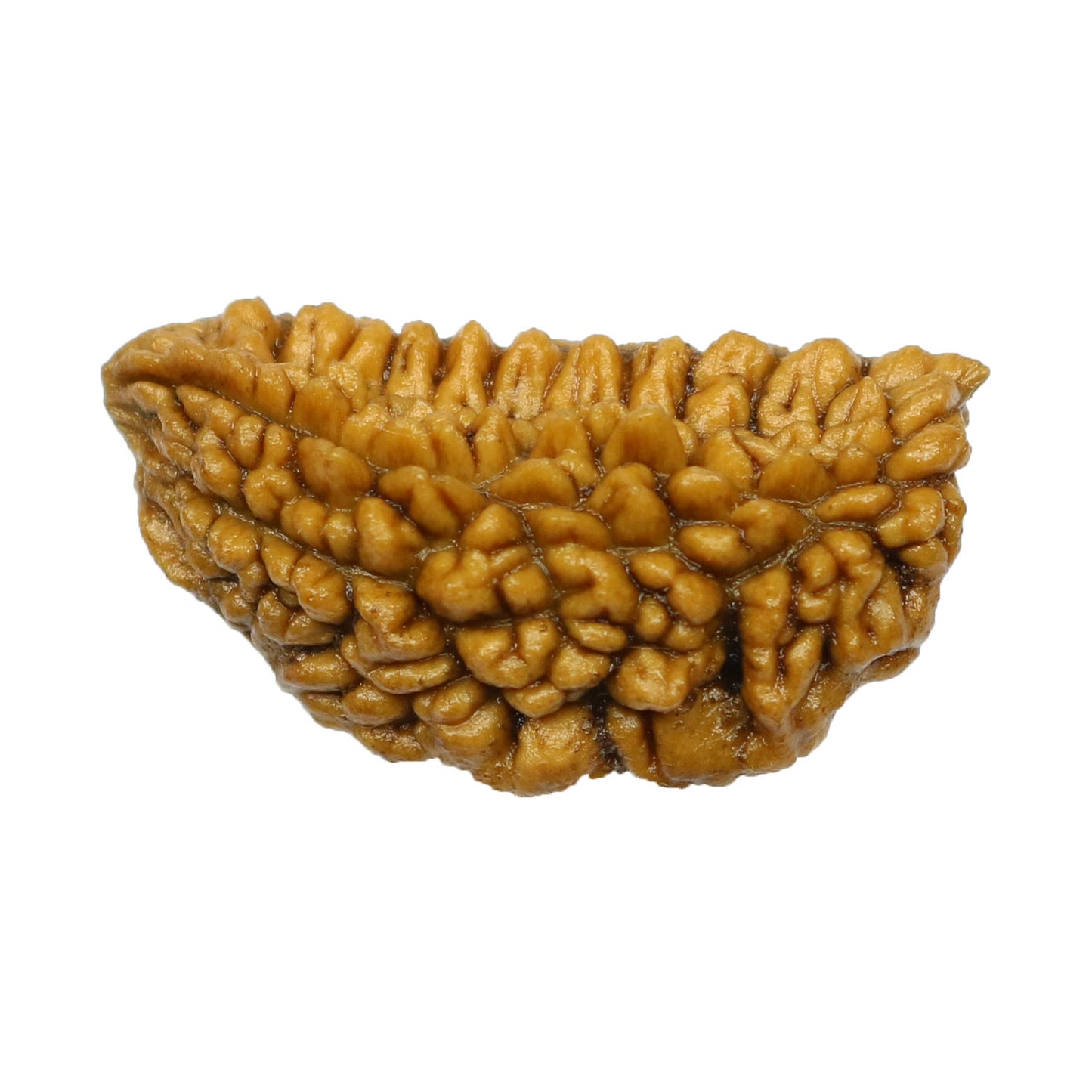1 Mukhi Rudraksha 27.72 MM