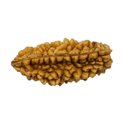 1 Mukhi Rudraksha 27.72 MM
