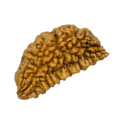 1 Mukhi Rudraksha 27.72 MM