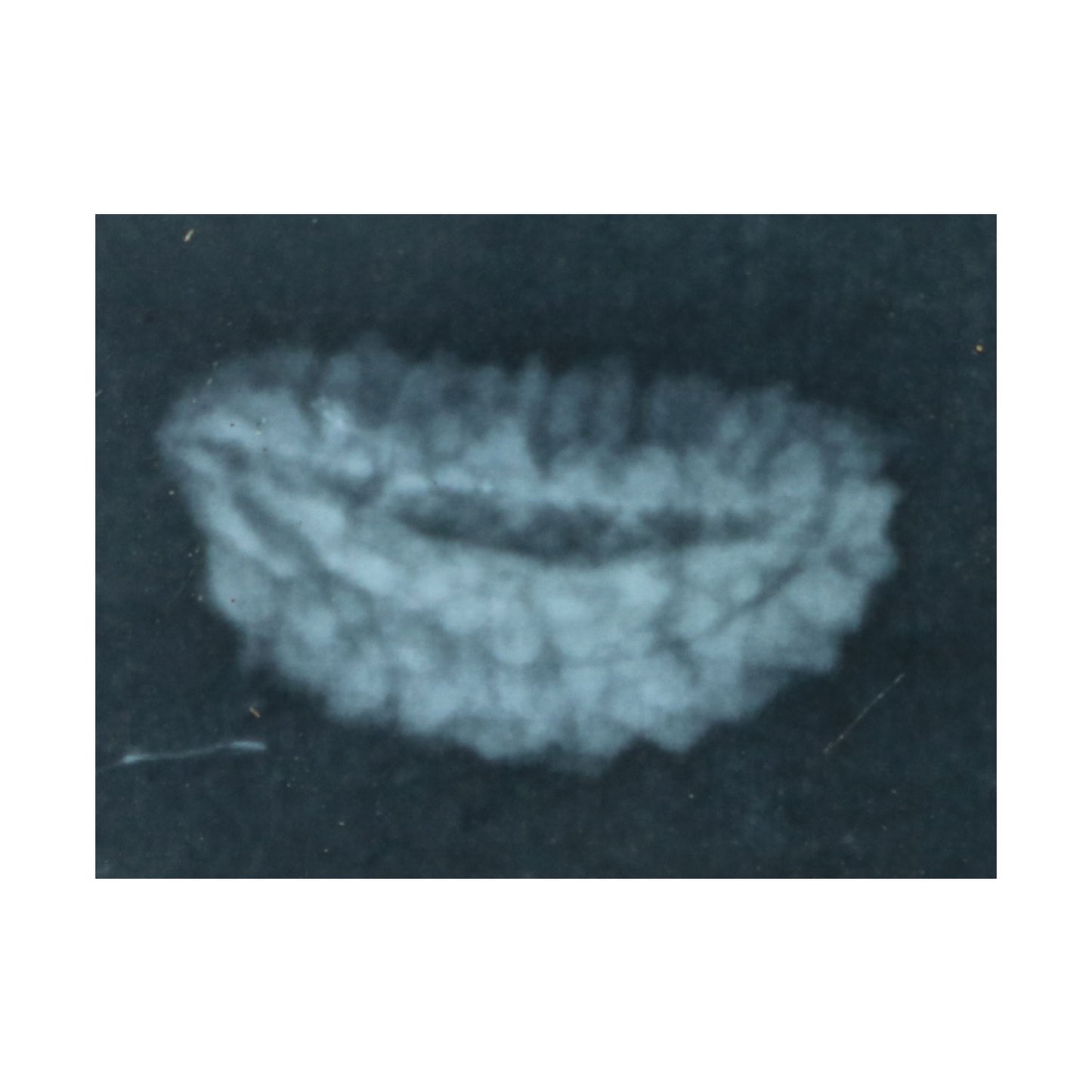 1 Mukhi Rudraksha 27.72 MM