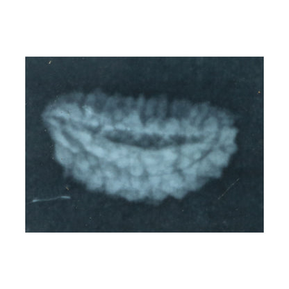 1 Mukhi Rudraksha 27.72 MM